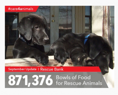 rescue